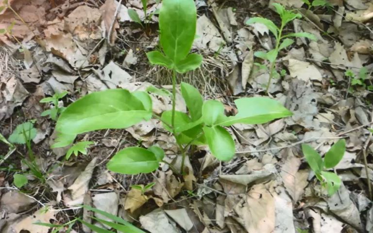 汇农金源农博金草苍术种植拥有较高的好技术哔哩哔哩bilibili