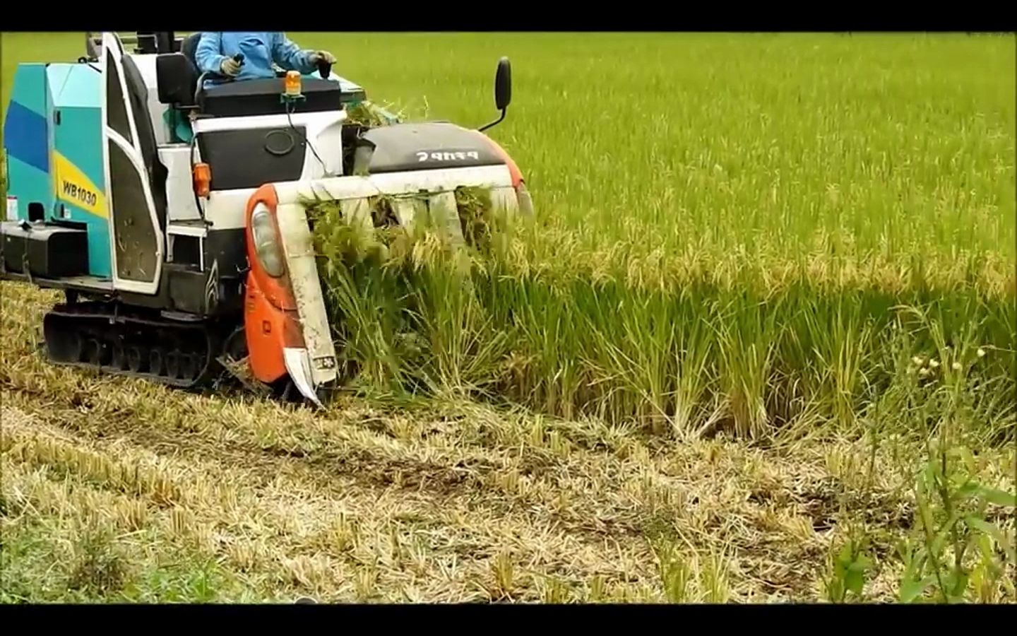 带捆稻草的稻谷收割机图片