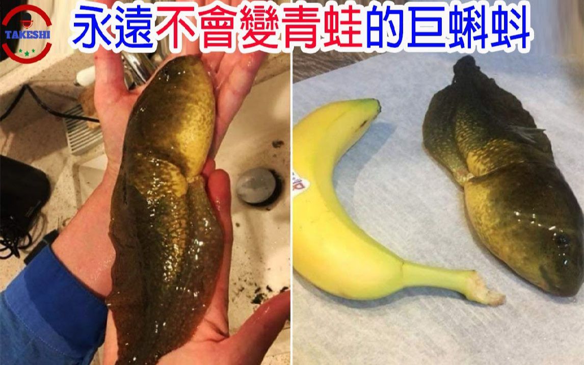 [生物放大镜]永远不会变成青蛙的蝌蚪巨人 | 能生出蝌蚪的蝌蚪!? | 世界最大蝌蚪真面目|搬运哔哩哔哩bilibili