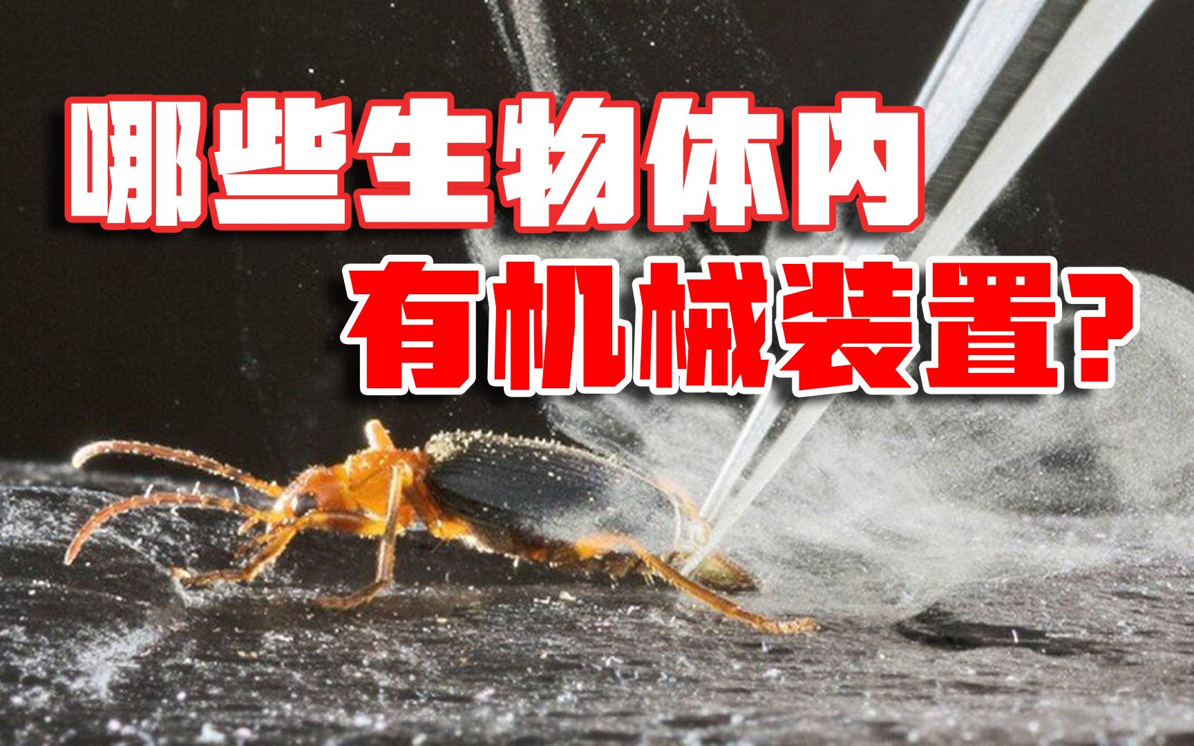 “机械生物”:和体内长有机械装置的生物比,人类进化得并不完美哔哩哔哩bilibili