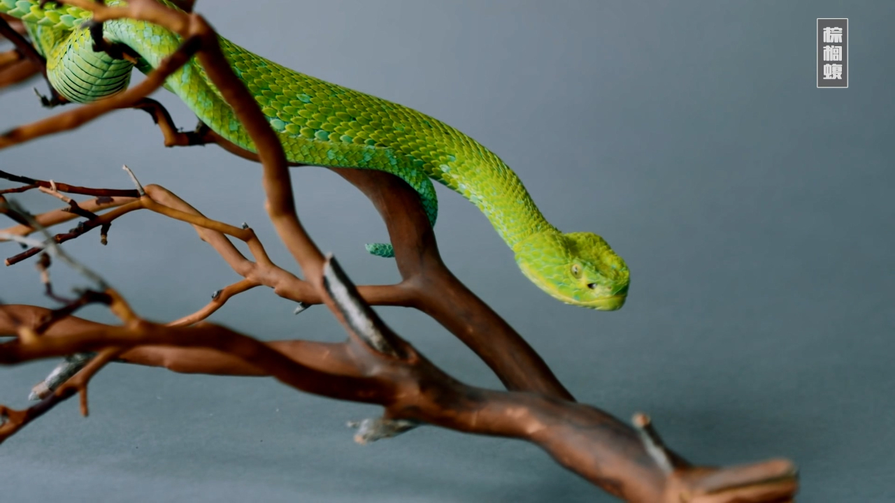 身披亮丽皮囊的珍稀墨西哥棕榈蝮!自带毒性却并非凶残!