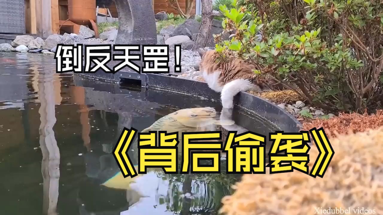 倒反天罡,背后偷袭!
