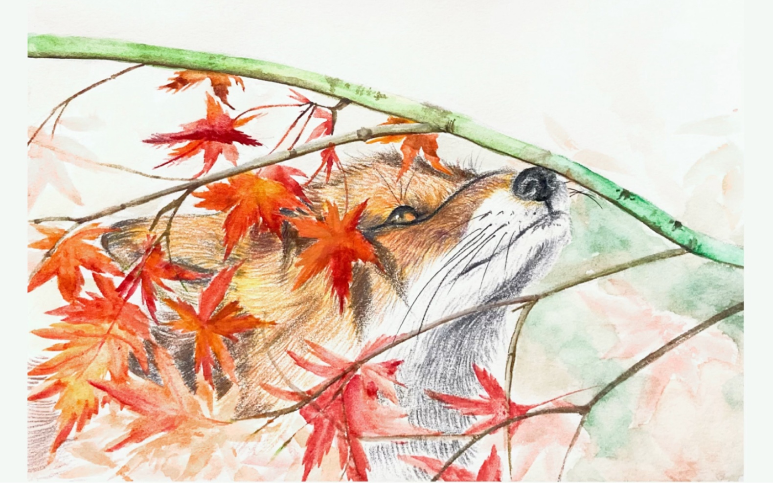 【彩铅,水彩】画一个小狐狸_哔哩哔哩 (゜-゜)つロ 干杯~-bilibili