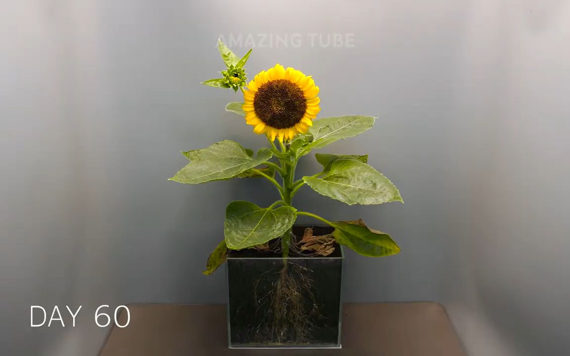 [图]向日葵生长-75天延时摄影-Life Cycle Of Sunflower Time Lapse 75 Days - Seed to Seeds