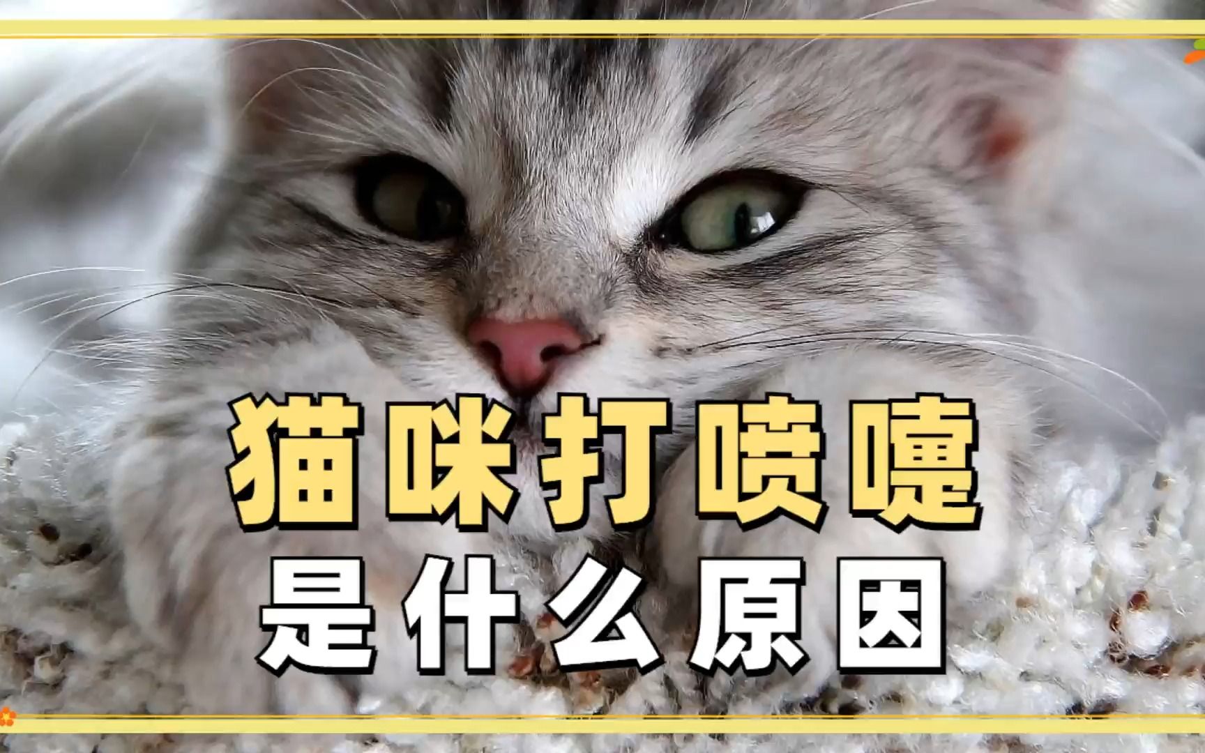 猫咪打喷嚏是什么原因?是生病了吗哔哩哔哩bilibili