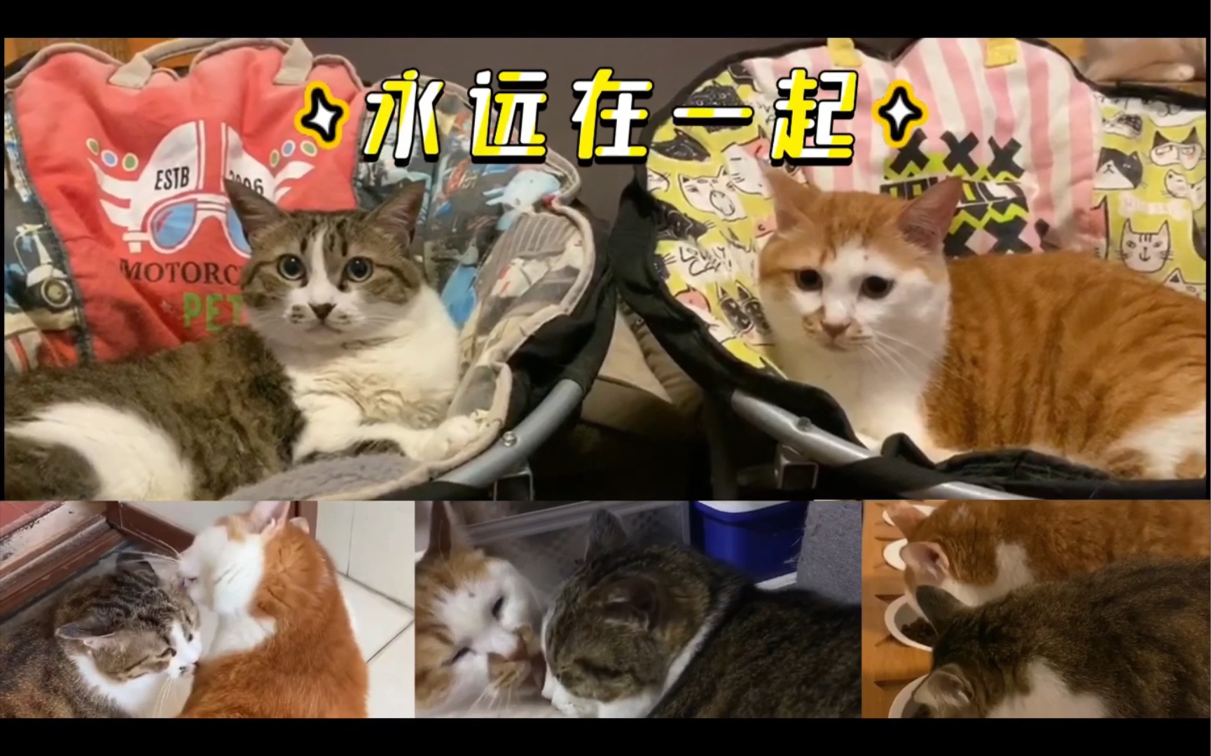 岛主夫妇虐狗日常 #vlog萌宠日常哔哩哔哩bilibili