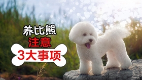 比熊犬 5大性格类型 你家是哪种呢 哔哩哔哩 つロ干杯 Bilibili