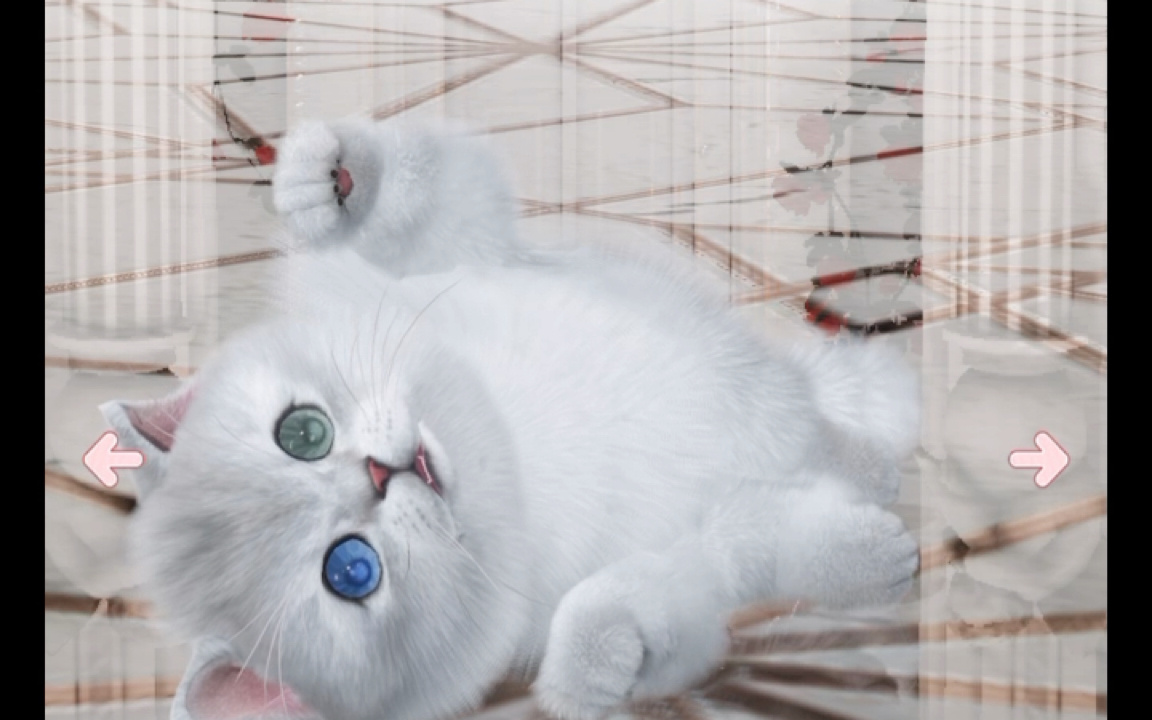 【以闪亮之名】今天出生的异瞳银渐层小猫!