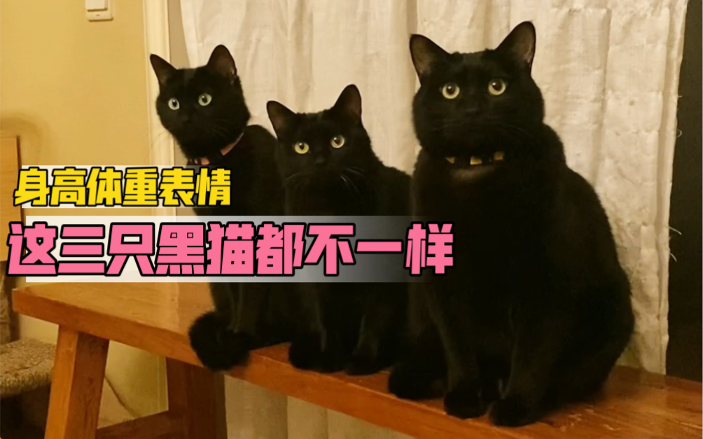 [图]我家15只黑猫怎么分辨呢，先来三个版本的小黑猫