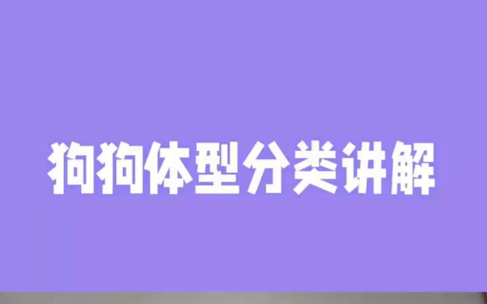 狗狗的体型分类讲解哔哩哔哩bilibili