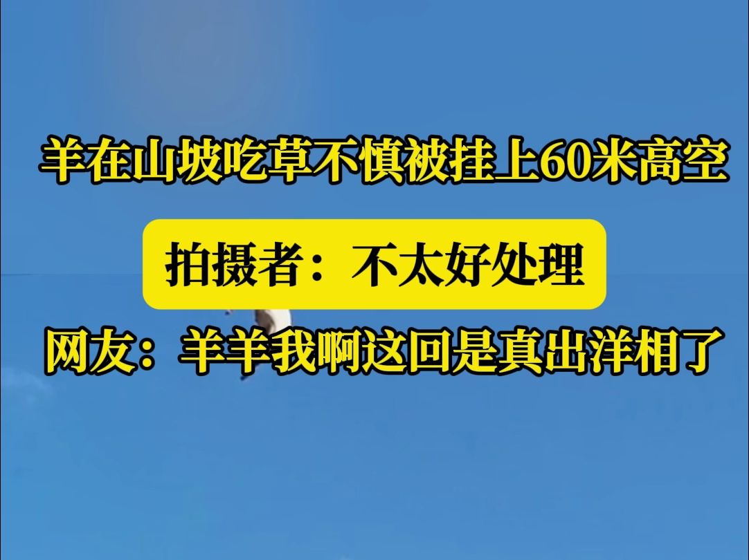 羊在山坡吃草不慎被挂上60米高空 拍摄者:不太好处理 网友:羊羊我啊这回是真出洋相了哔哩哔哩bilibili