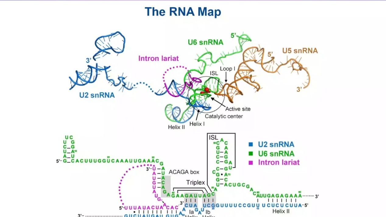 [图]20240116-中国科学院施一公-RNA Splicing @Atomic Resolution