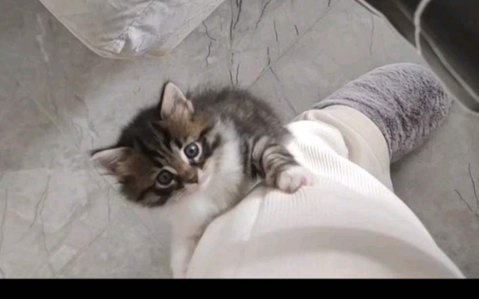 活动  长毛狸花可以有多可爱‖狸花猫和布偶猫的串串