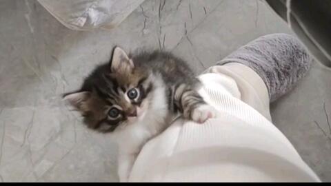 蠢萌的长毛狸花猫加白围脖小妹妹 哔哩哔哩