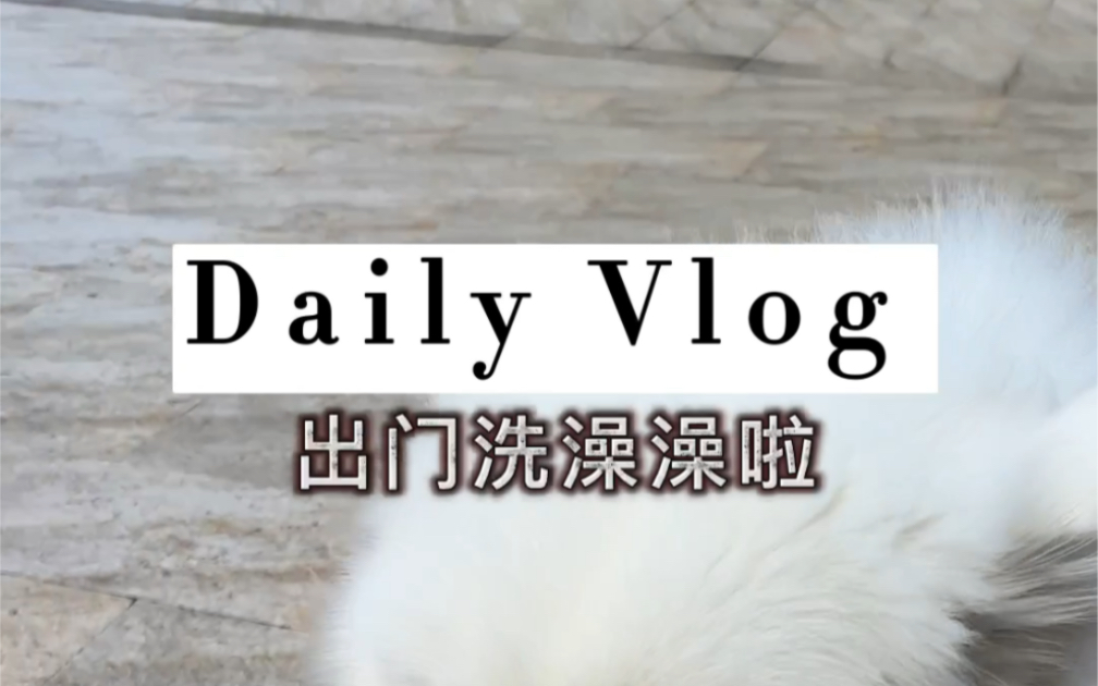 vlog洗澡日记|萨摩耶洗澡哔哩哔哩bilibili