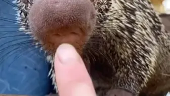 下载视频: 戳各种动物的鼻子 boop boop boop!