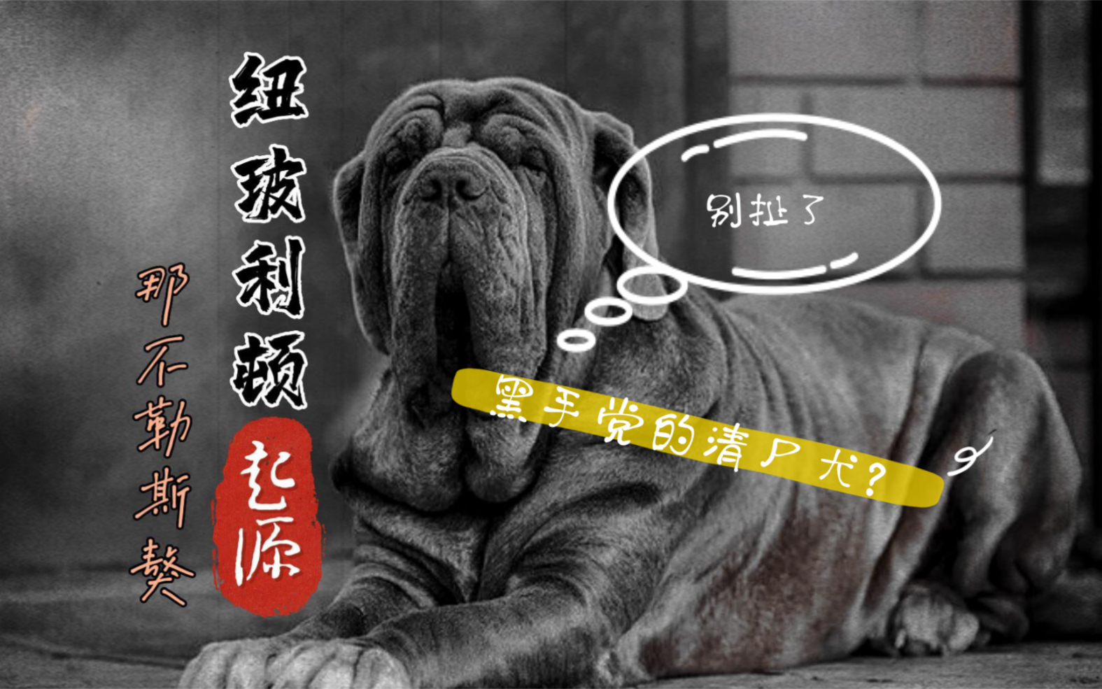 纽波利顿起源|黑手党的“清尸犬”?别扯…哔哩哔哩bilibili