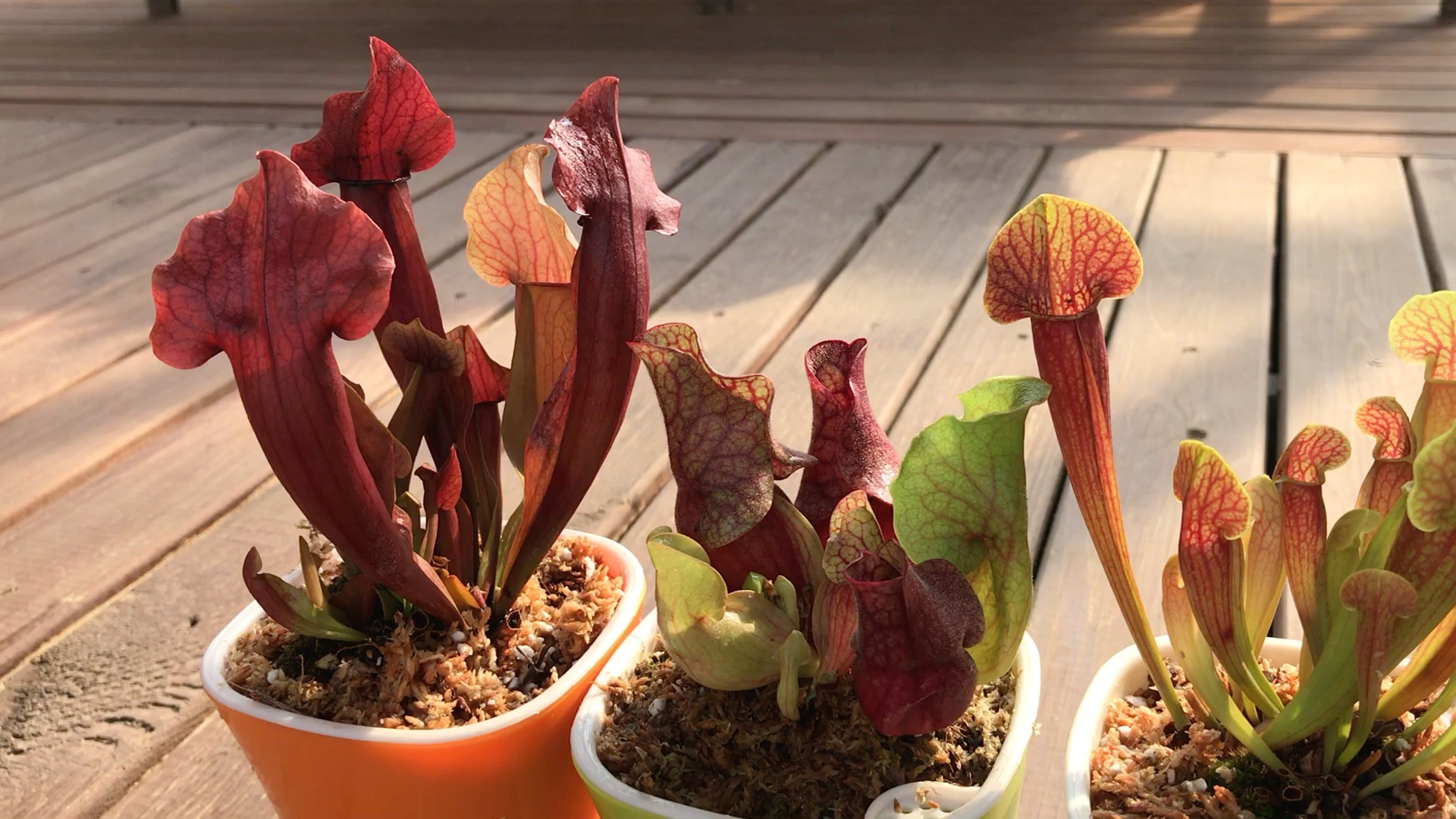 夏季花园阳台养几盆食虫植物瓶子草吧瓶子草普货也这么给力