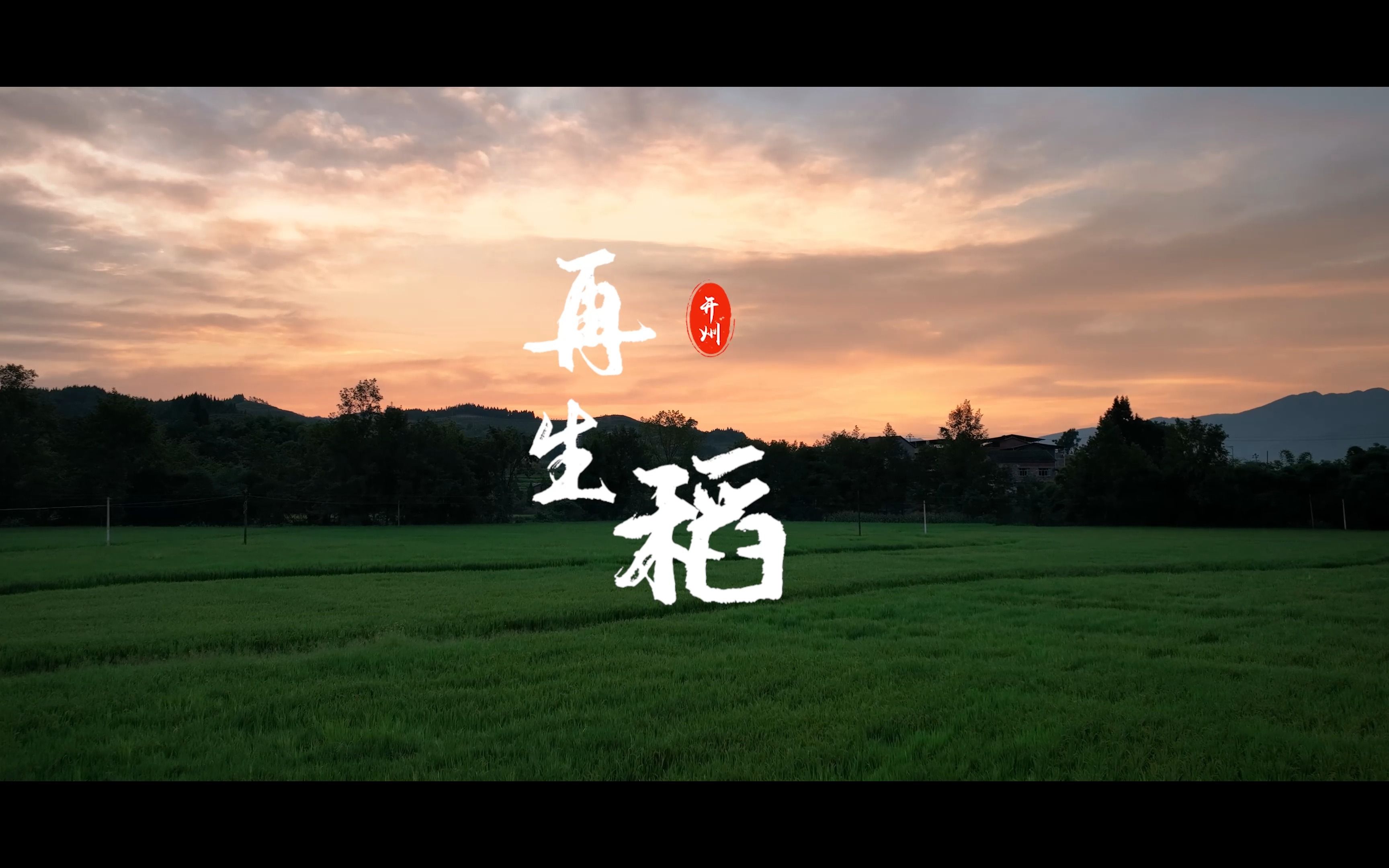 饭碗里的"开州再生稻",润泽乡村,香飘中国