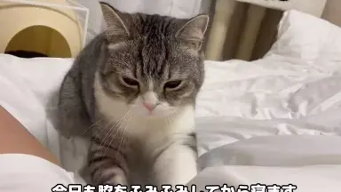 あくび猫-哔哩哔哩_Bilibili