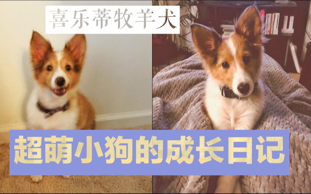 [图]【喜乐蒂】 超萌小狗的成长日记 宠物狗谢德兰牧羊犬 7周-1周岁 萌宠日记 汪星人 cute puppy sheltie Feiona