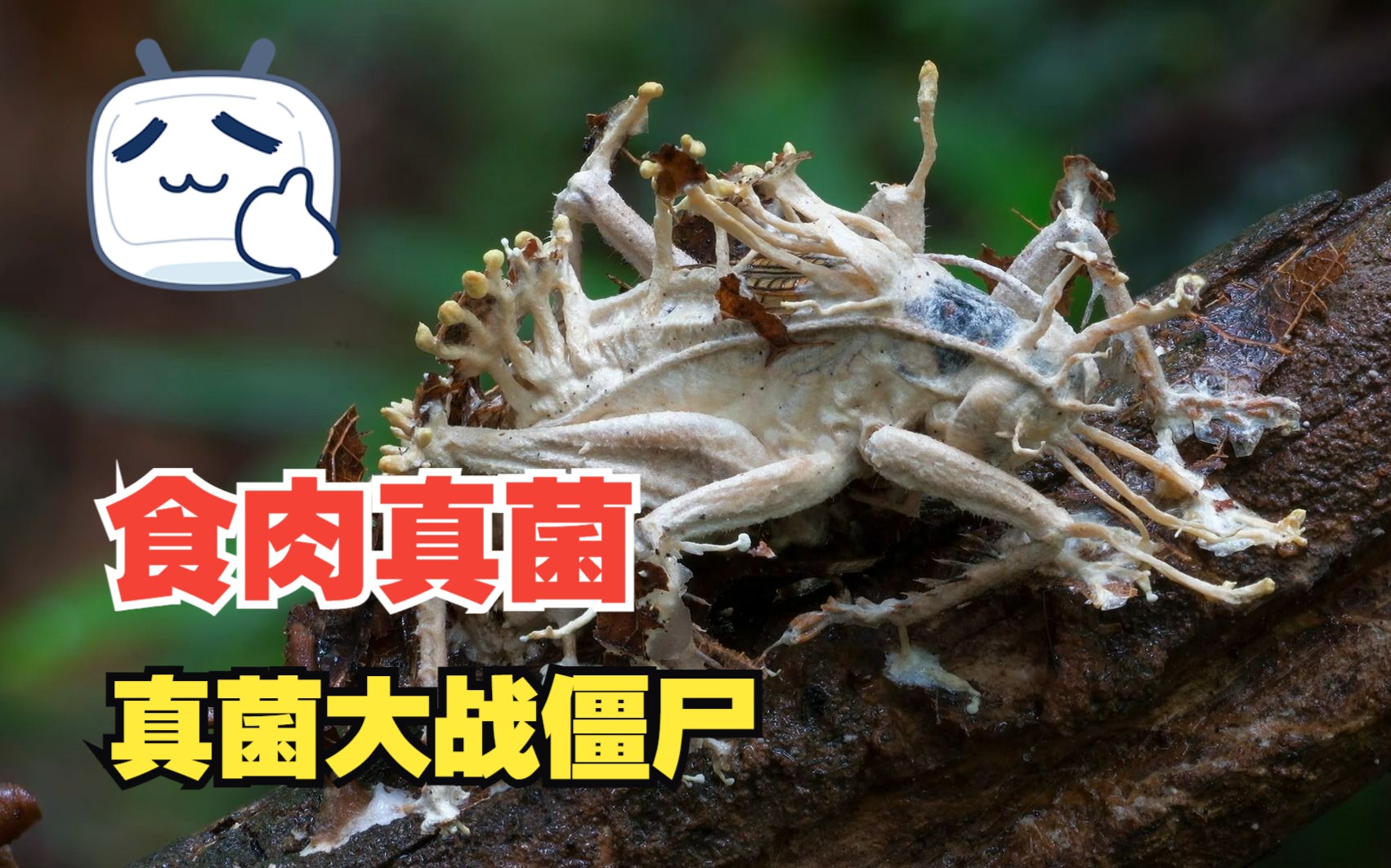 真菌也爱吃肉:食肉真菌