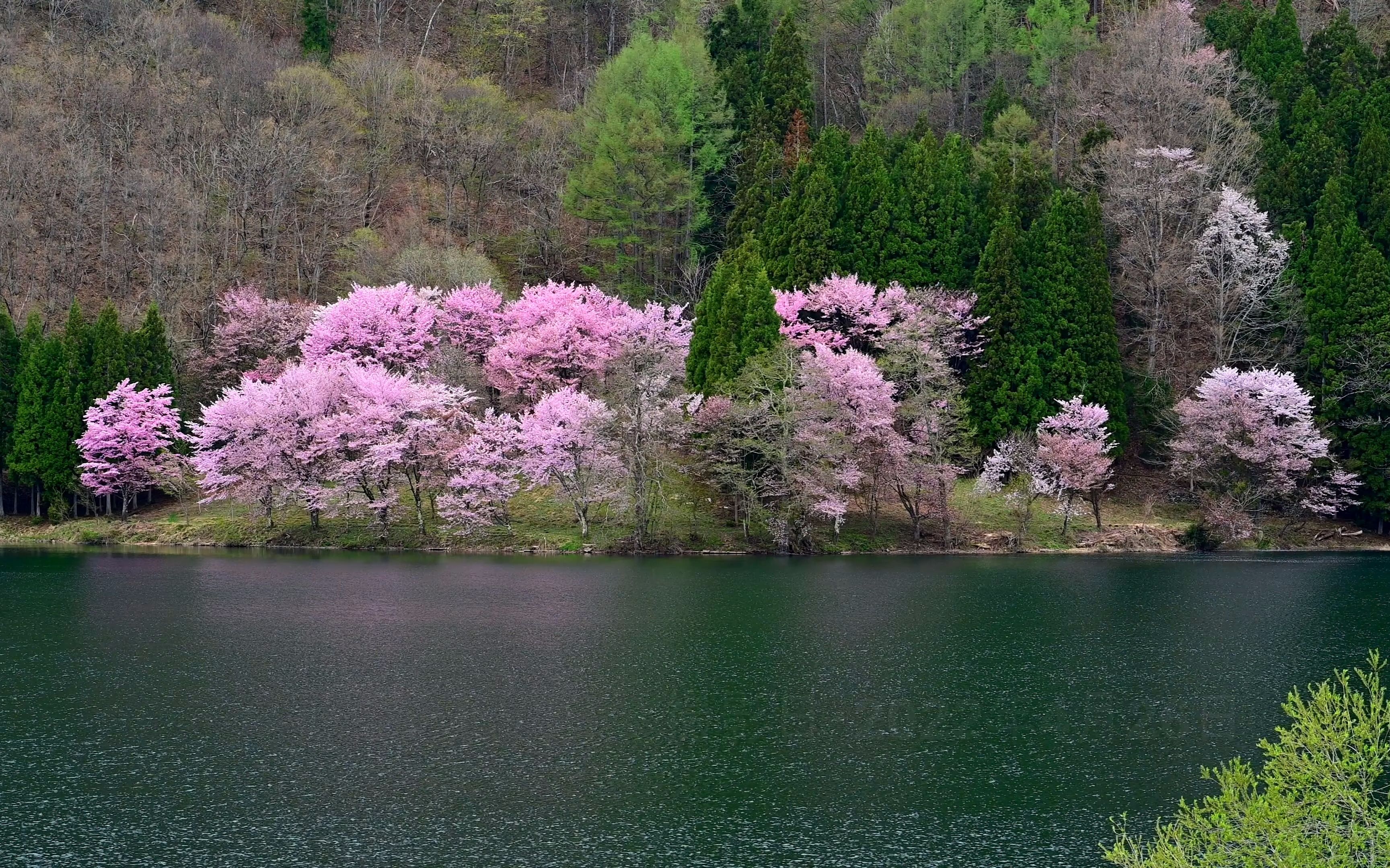 [图]【超清日本】第一视角 美丽的中纲湖畔的大山樱 (4K超清版) 2022.4