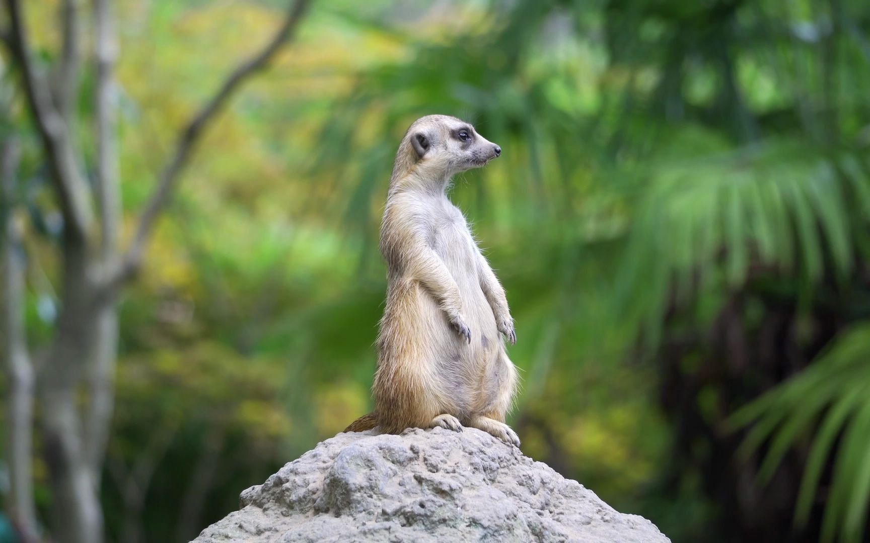 望风的小小猫鼬--by上海野生动物园