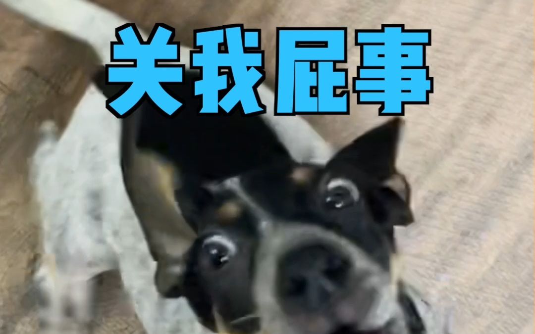 我家有个大喇叭!你有吗?哔哩哔哩bilibili