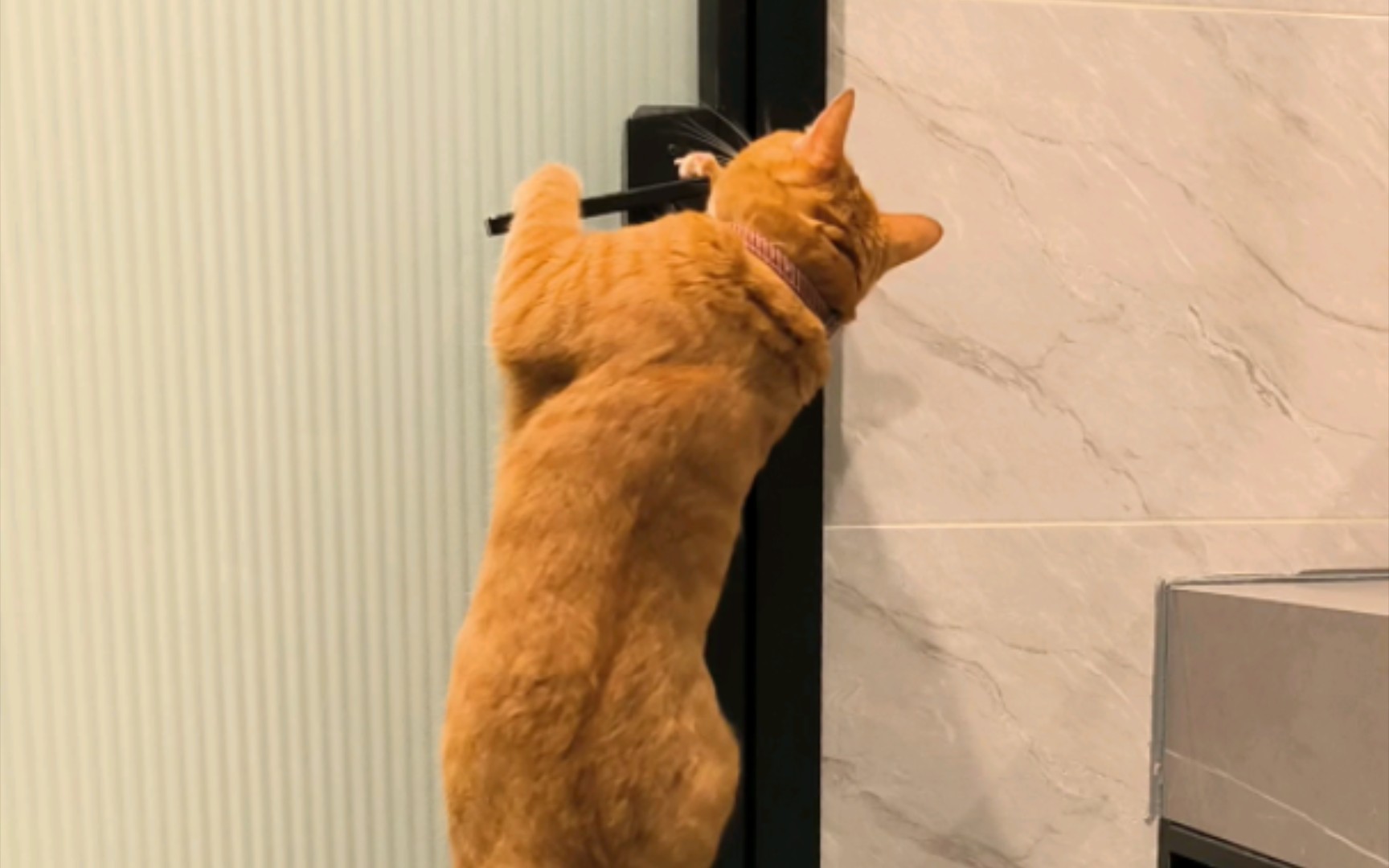 这只猫成精了?竟然会开门!什么时候帮我拿快递拿外卖?