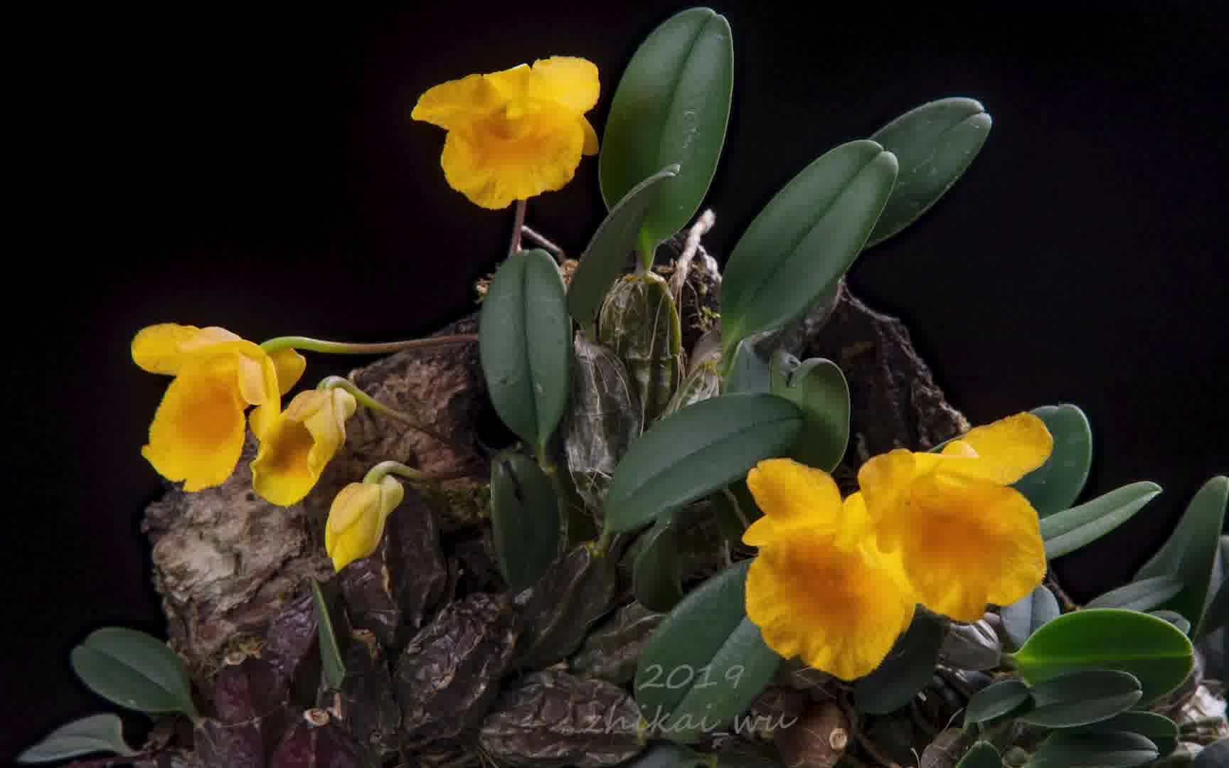 活动  小龟背石斛开花延时