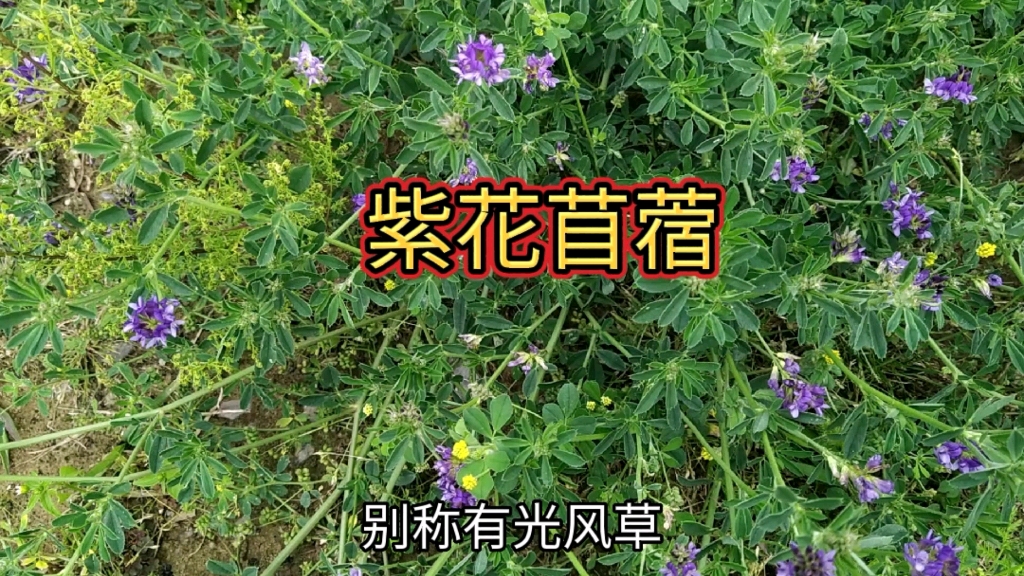 紫花苜蓿营养好,而且是多年生植物,大家了解一下哔哩哔哩bilibili