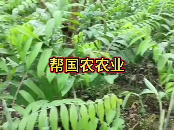 湖北省帮国农农业科技有限公司 黄精白芨合作种植技术分享哔哩哔哩bilibili