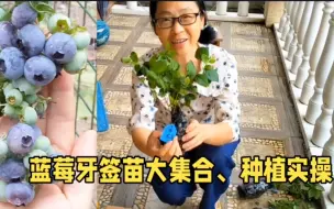 Télécharger la video: 蓝莓牙签苗品种集合，蓝莓牙签苗种植实操