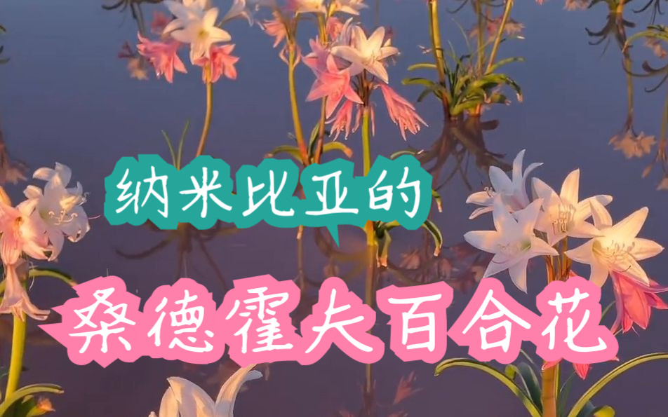 [图]高清微距纳米比亚的桑德霍夫百合花鸢尾花花田⚜️💕