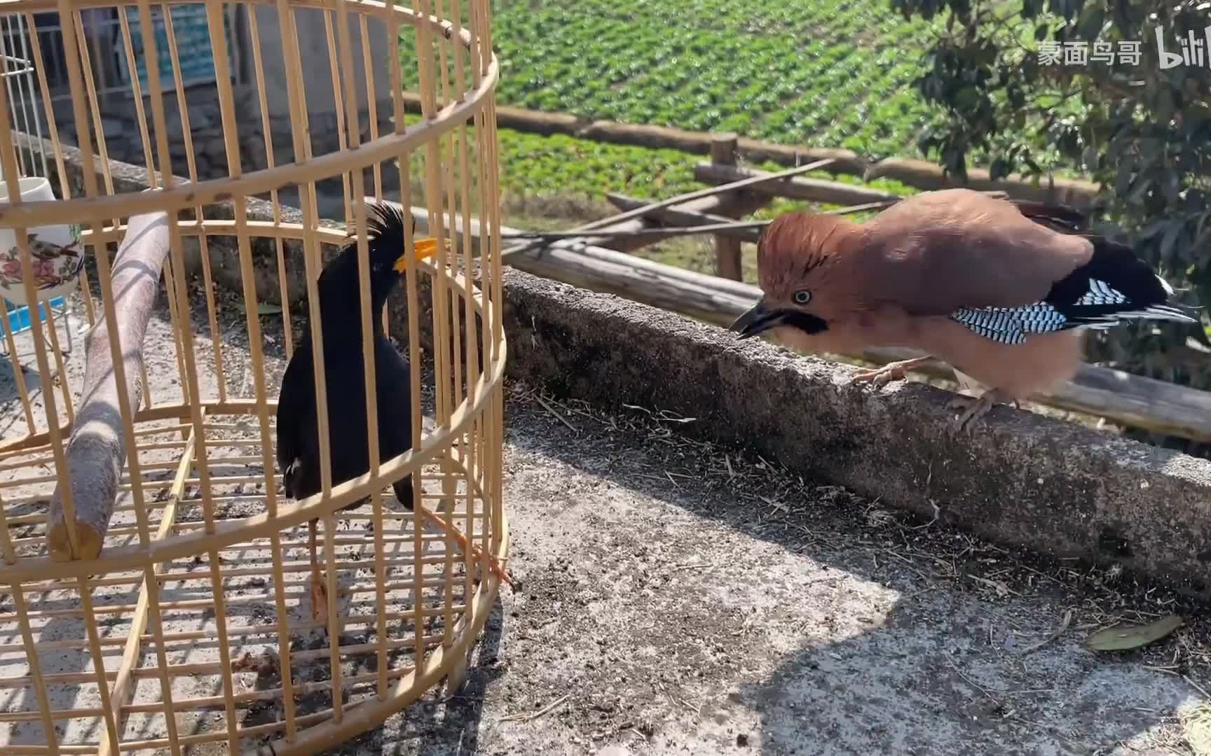 松鸦开饭/哄睡/助眠/冥想/放松/绝美嗓音/一小时/循环