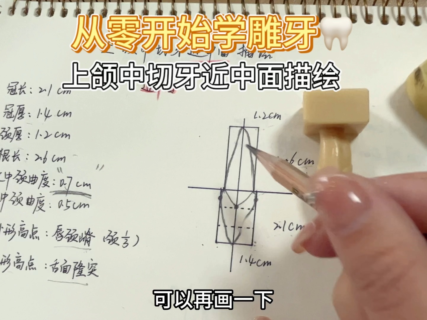 从零开始学雕牙—上颌中切牙近中面描绘 坚持打卡哔哩哔哩bilibili