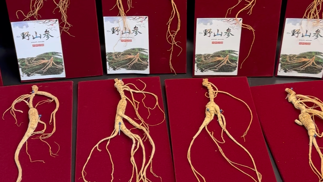 干林下参,单颗精品,原版长须,配礼盒发货,适合精致,小价格.