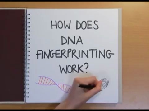 [图]How does DNA fingerprinting work