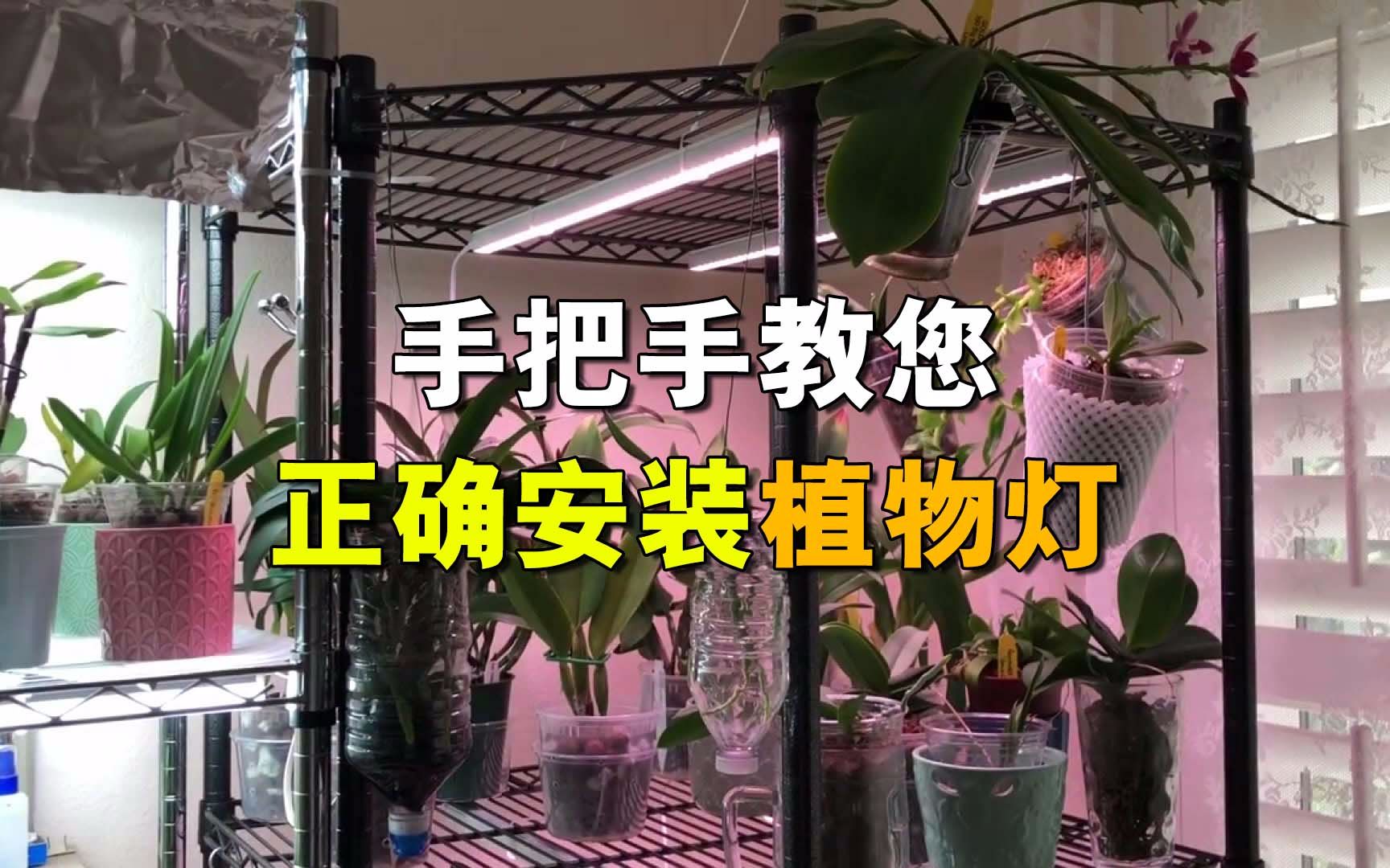 手把手教您如何把植物补光灯正确安装在花架上哔哩哔哩bilibili