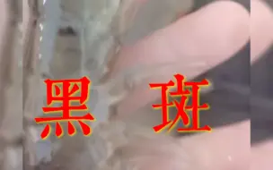 Descargar video: 工厂化养虾实验车间：常温虾很难熬过10月份霜降节气，观察病症#工厂化养虾 #养虾人 #南美白对虾 #水产养殖 #水产人