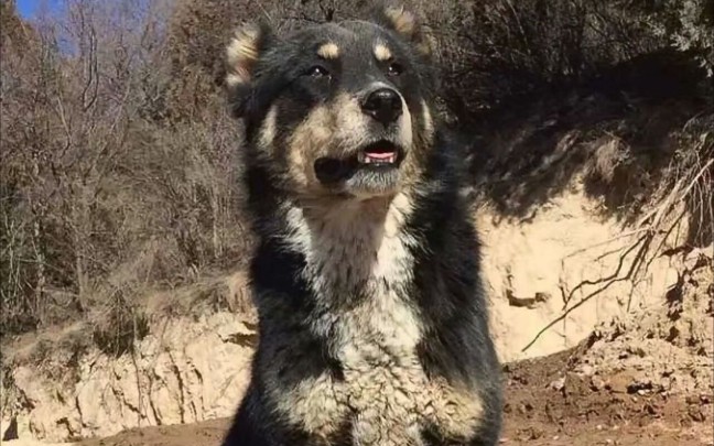 中华田园犬之子午岭山犬,陕北黄土高坡古老的护卫犬