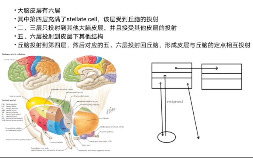 大脑皮层的结构哔哩哔哩bilibili