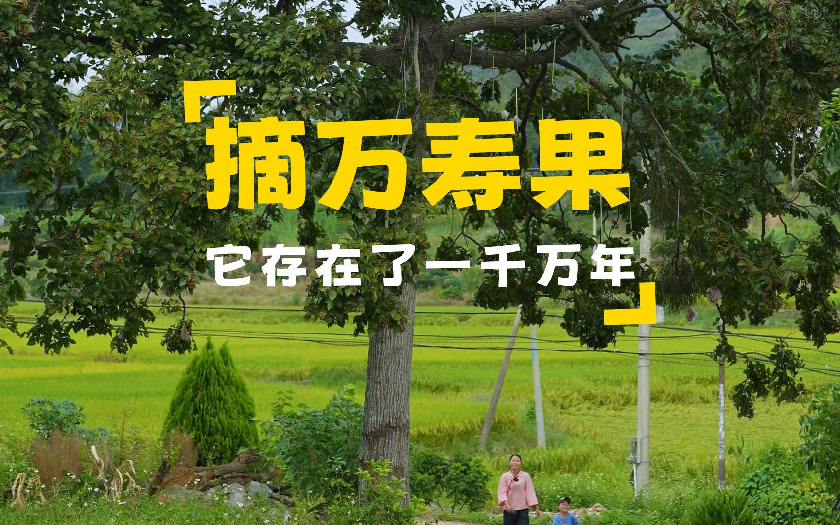 它存在了1000万年,地球上最古老的水果之一,摘些万寿果煲鸡汤香哔哩哔哩bilibili