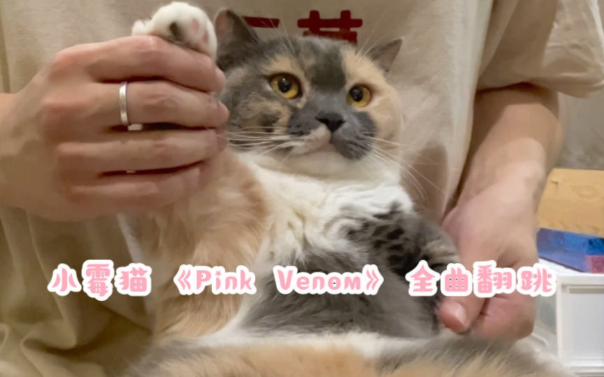 [图]小霉猫《Pink Venom》全曲翻跳