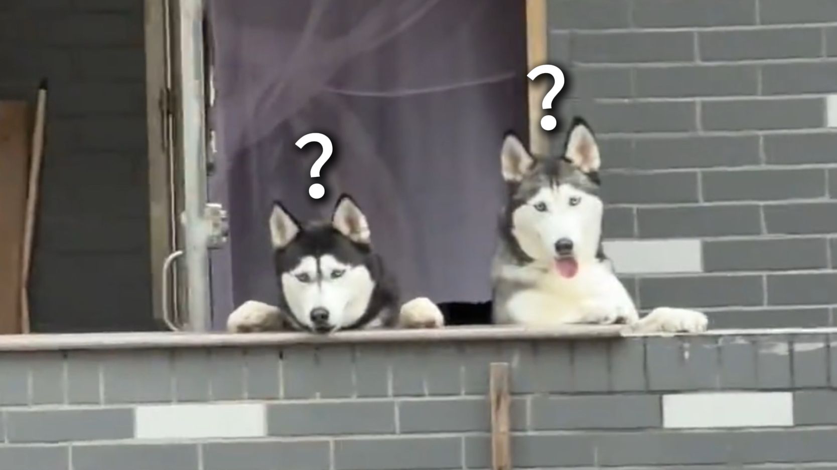 《动物迷惑行为大赏283》