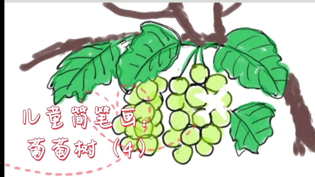 葡萄柚树简笔画图片