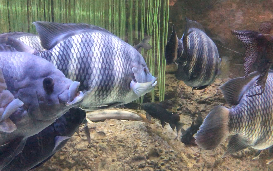 【上海旅遊】上海海洋水族館:大胖魚