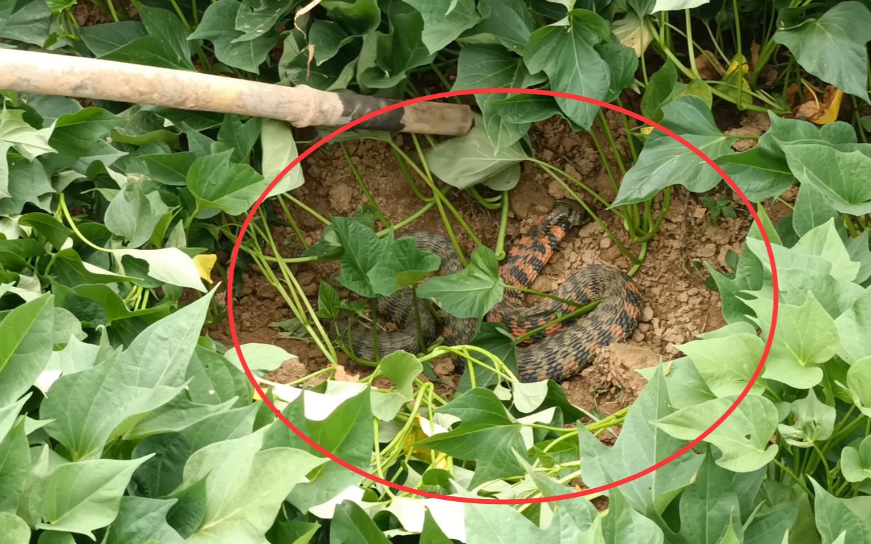 地里干活发现毒蛇,颈部暗红色头是扁的,老爸说叫"锅铲头"