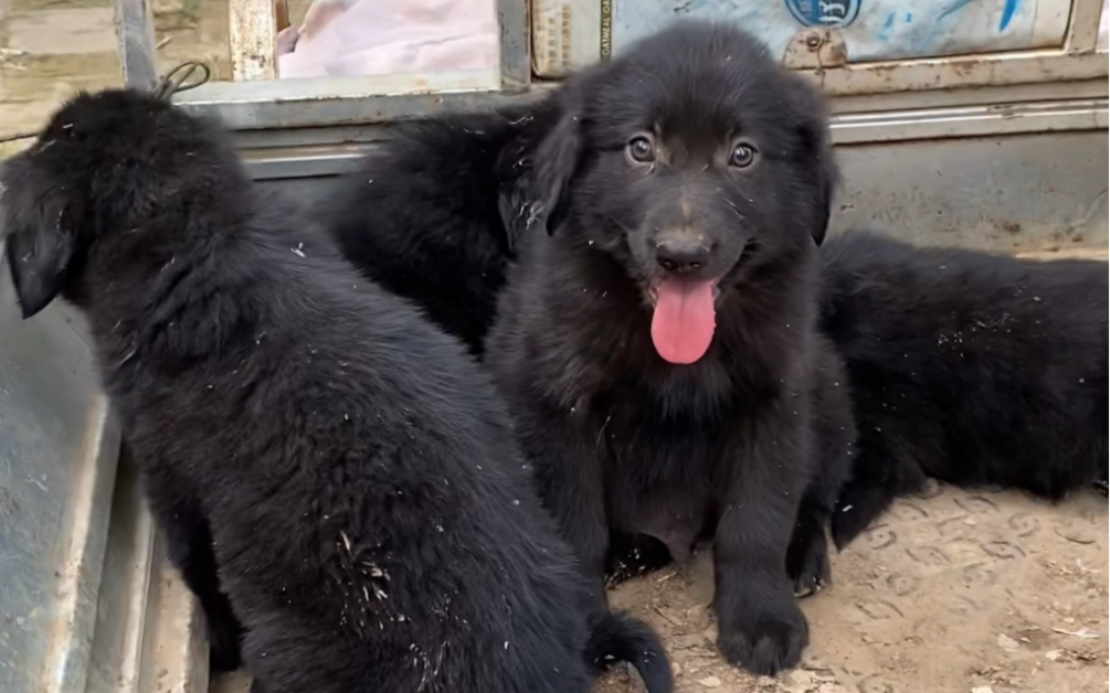 雙血統純黑色東德牧羊犬喜歡的評論區留言